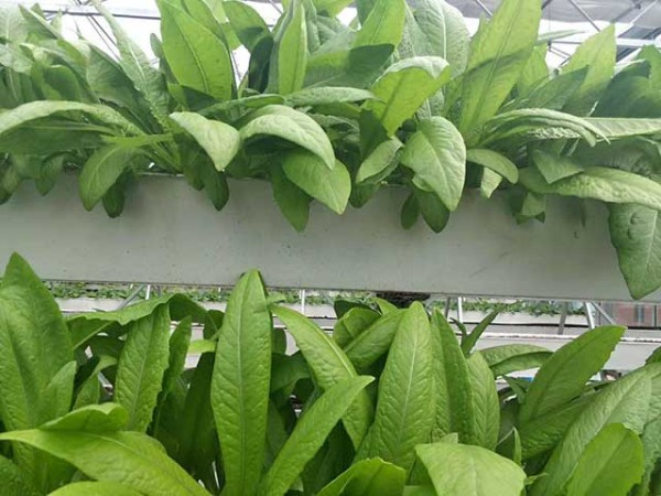 Hydroponics Growing System