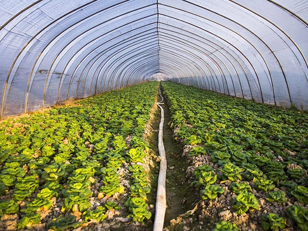 Vegetable greenhouse