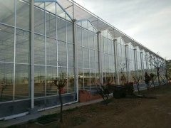 Glass Greenhouse